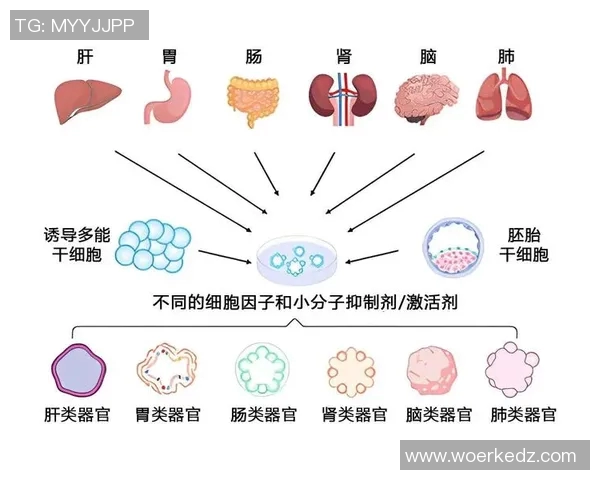 梦想与王牌数据分析的碰撞探索未来的无限可能性
