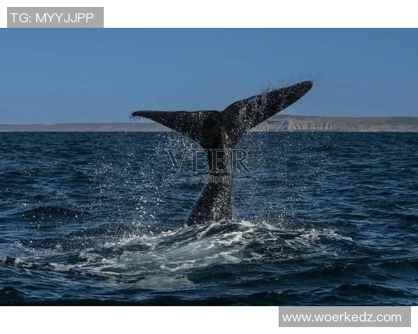 阿根廷与海洋的对话探秘:文化交流与自然奇观的交汇点 阿根廷与海洋的对话探秘:文化交流与自然奇观的交汇点